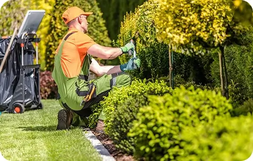 Shrub care and hedge maintenance service in Kansas City, MO