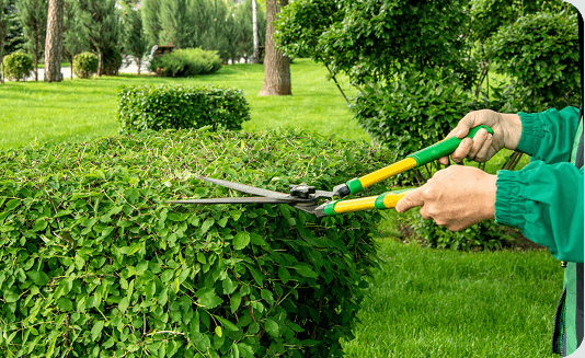Worker using hand shears for selective shrub pruning in Baltimore