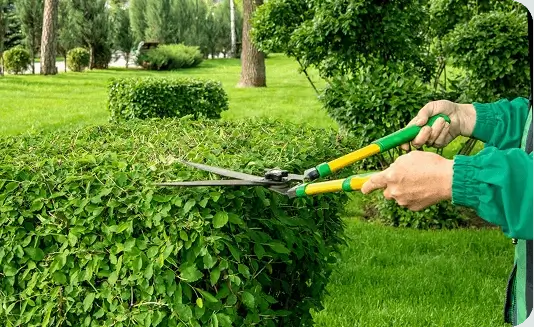Worker using hand shears for selective shrub pruning in Ithaca, NY
