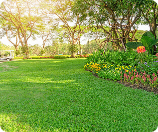 Vibrant green lawn after professional spring yard maintenance in Ithaca
