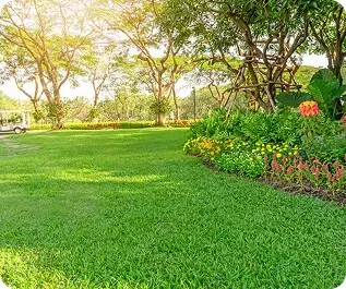 Vibrant green lawn after professional spring yard maintenance in Albuquerque