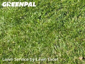 Lawn Cut nearby Carmel, IN, 