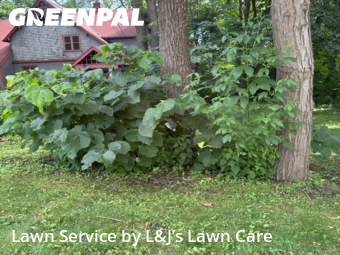 Yard Maintenance in Greenfield, 53228, Yard Care by L&J’s Lawn Care , work completed in Nov , 2025