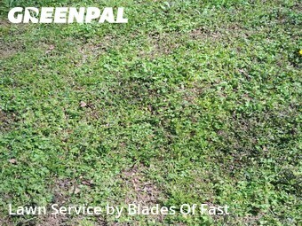 Lawn Cut nearby East Point, GA, 