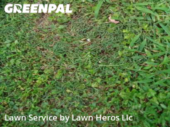 Lawn Care nearby Browns Summit, NC, 