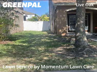 Lawn Mow nearby Tampa, FL, 