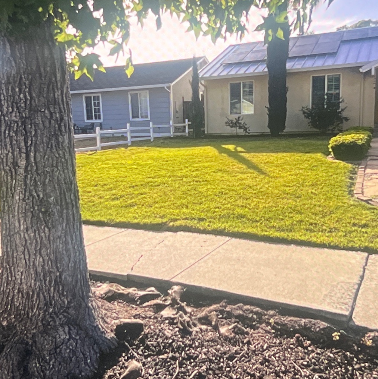 Lawn mowing work by Flor Property Servic in Pleasanton, CA