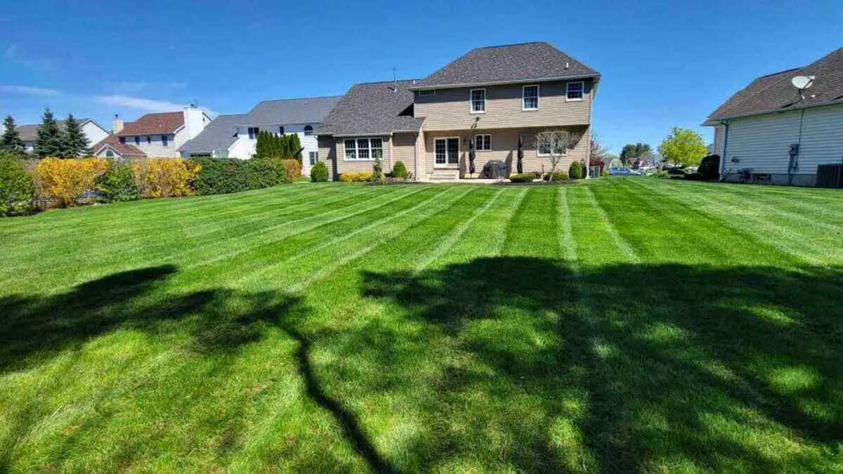 Are marketplace platforms better for finding quality lawn care than traditional methods? By Greenpal
