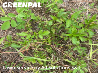 Lawn Mow nearby Winter Haven, FL, 