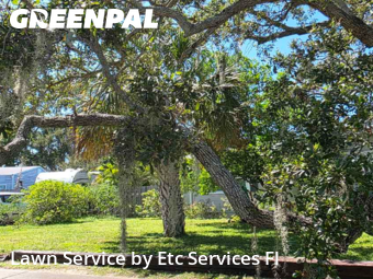 Lawn Mowingin Dunedin,34698,Lawn Maintenance by Etc Services Fl, work completed in Nov , 2025