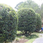 cheap-lawn-cutting-businesses-in-The Villages-FL