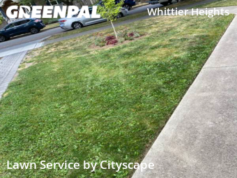 Grass Cutting nearby Seattle, WA, 