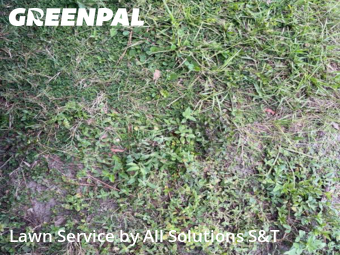 Grass Cut nearby Haines City, FL, 