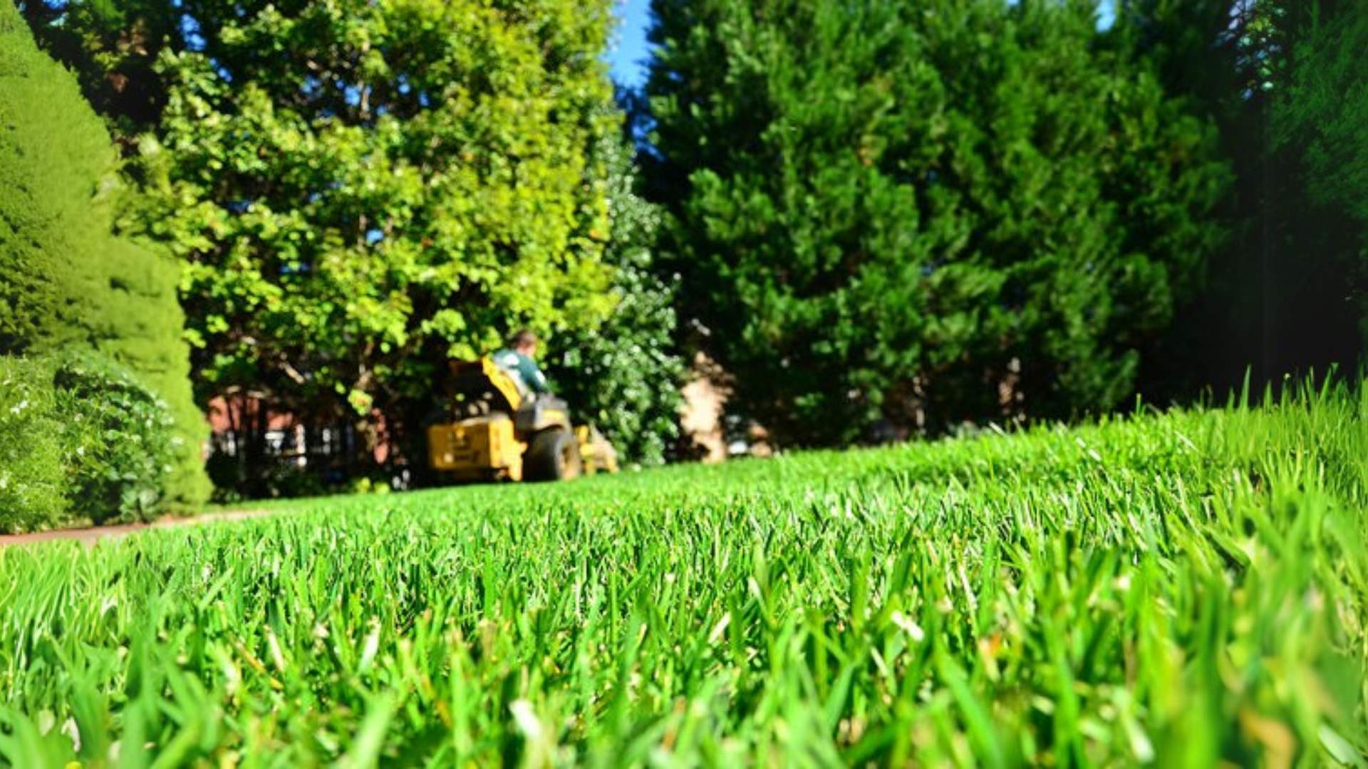 Mad that your neighbor's lawn is greener? Here's why!