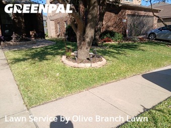 Lawn Carein Fort Worth,76244,Lawn Mow by Olive Branch Lawn, work completed in Nov , 2025