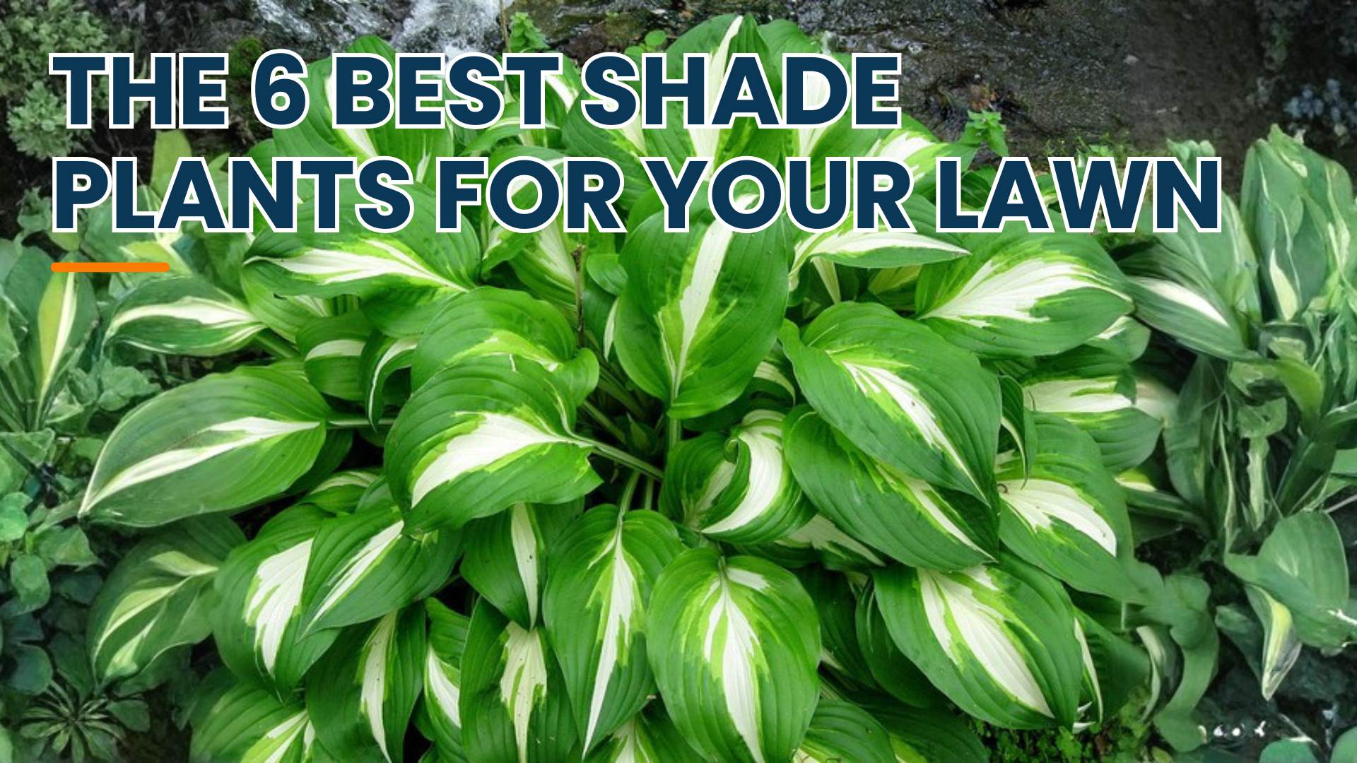 The 6 Best Shade Plants For Your Lawn By Greenpal