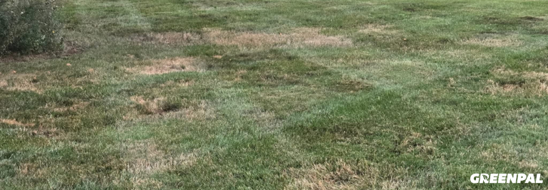 Why Fescue Lawns Develop Brown Patches (and How Pros Should Respond)