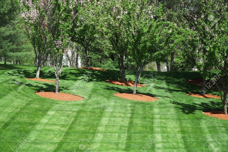 local-lawn-maintenance-contractors-in-Dale City-VA