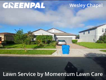 Grass Cutin Wesley Chapel,33543,Grass Cut by Momentum Lawn Care, work completed in Nov , 2025