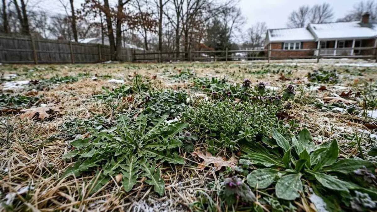 How to Get Rid of Winter Weeds in Your Lawn By Greenpal