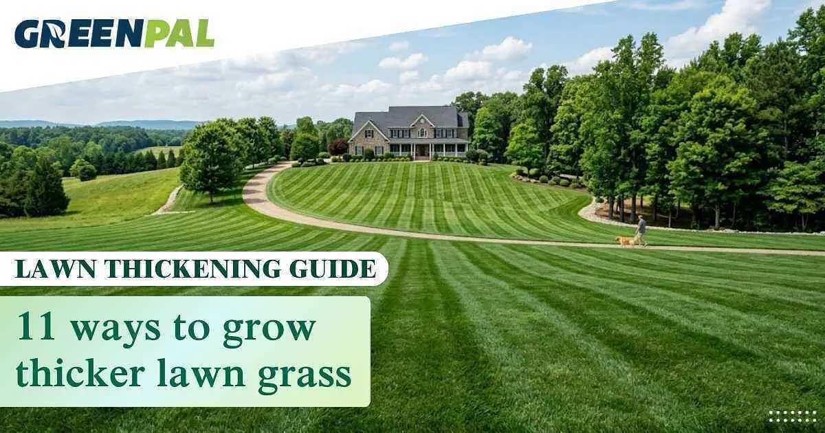 11 Top Tips to Thicken Your Lawn and Grow More Grass | GreenPal
