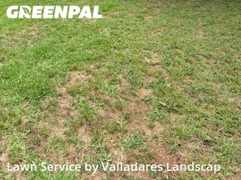 Lawn Cuttingin Pasadena,77504,Lawn Mow by Valladares Landscap, work completed in Jun , 2026