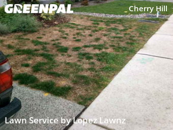 Grass Cut nearby Seattle, WA, 