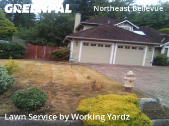Grass Cuttingin Bellevue,98008,Lawn Care Service by Working Yardz, work completed in Nov , 2025