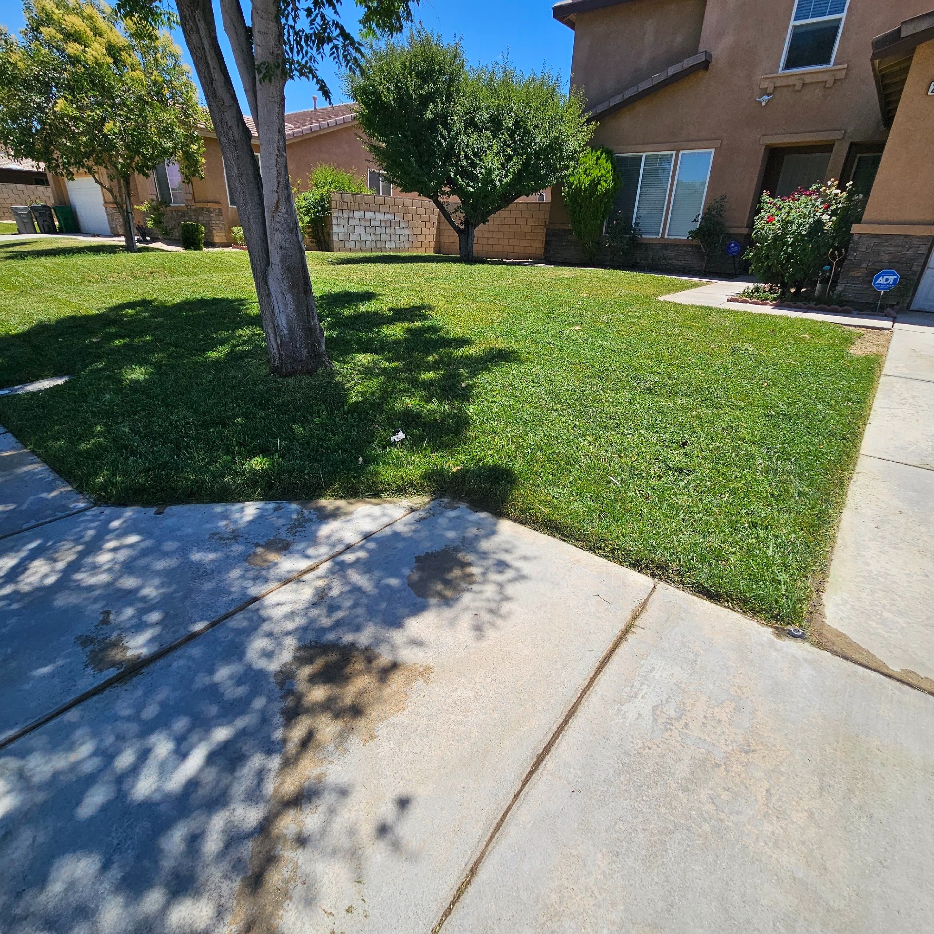 Lawn mowing work by Olivares Gardening  in Alhambra, CA