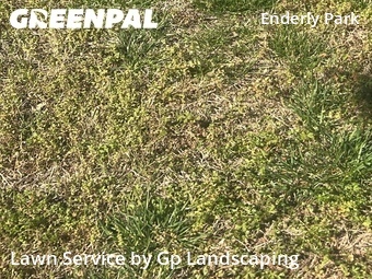 Lawn Mow nearby Charlotte, NC, 