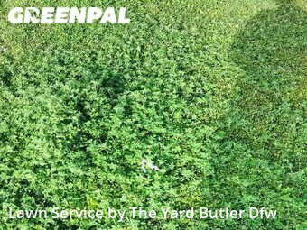 Lawn Care nearby Euless, TX, 