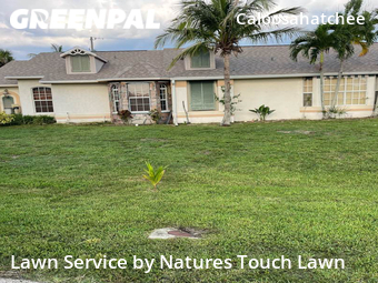 Lawn Cut nearby Cape Coral, FL, 