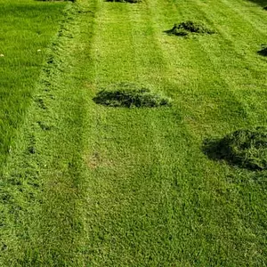 Arizona Lawn King Inc