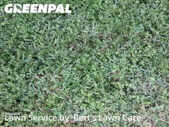 Grass Cut nearby Lake Worth, FL, 