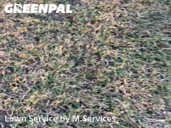 Lawn Cut nearby Greensboro, NC, 