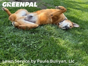 Lawn Mowing Service nearby Papillion, NE, 