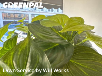 Lawn Mowing in Rock Hill, 29730, Lawn Upkeep by Will Works, work completed in Nov , 2025