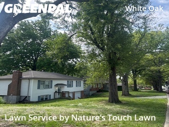 Lawn Cut nearby Raytown, MO, 