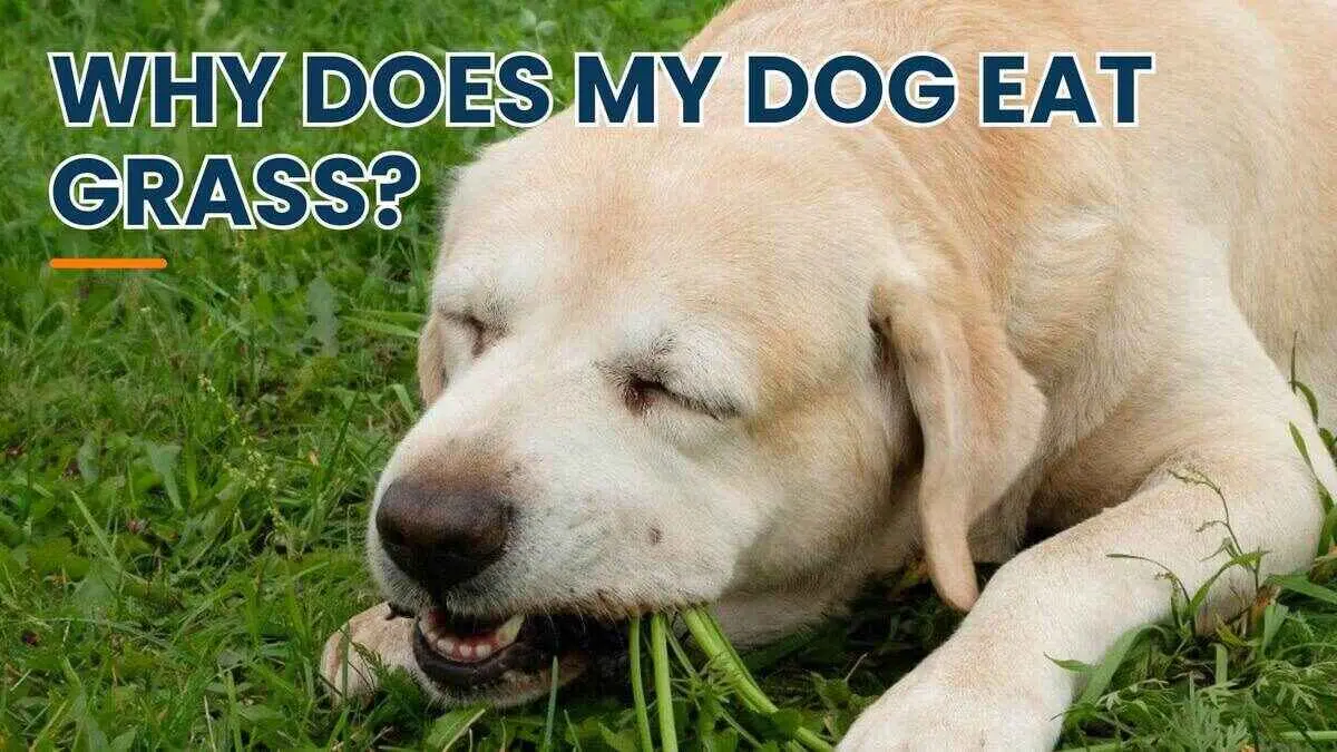 Why is my dog eating grass? (The Real Reason)