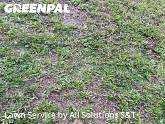 Grass Cut nearby Haines City, FL, 