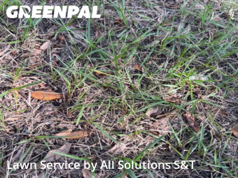 Yard Cutting nearby Haines City, FL, 