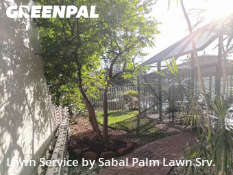 Lawn Mowin Plantation,33322,Grass Cutting by Sabal Palm Lawn Srv., work completed in Dec , 2025