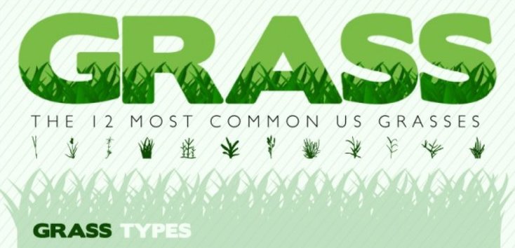 Do you know your varieties of turf grass?