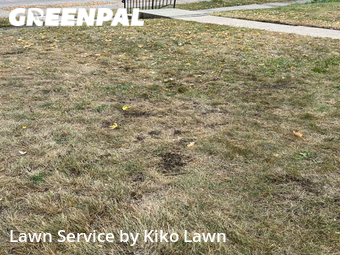 Lawn Cut nearby Minneapolis, MN, 