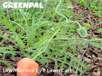 Grass Cut nearby Frederick, MD, 
