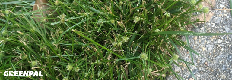 Which Lawn Weed Is Your Least Favorite To Remove? We Asked the Pros!