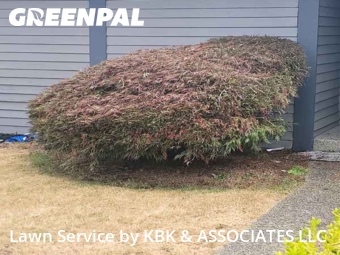 Lawn Cut nearby Tacoma, WA, 