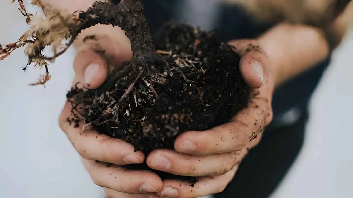 What can you compost and How to Start Your Composting Journey?