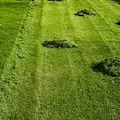 Arizona Lawn King Inc 1