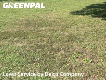 Yard Services in Bowling Green, 42101, Yard Work by Delta Company , work completed in Nov , 2025
